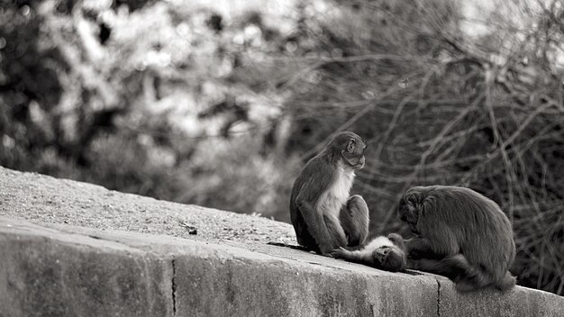 Photo des singes sur la balustrade