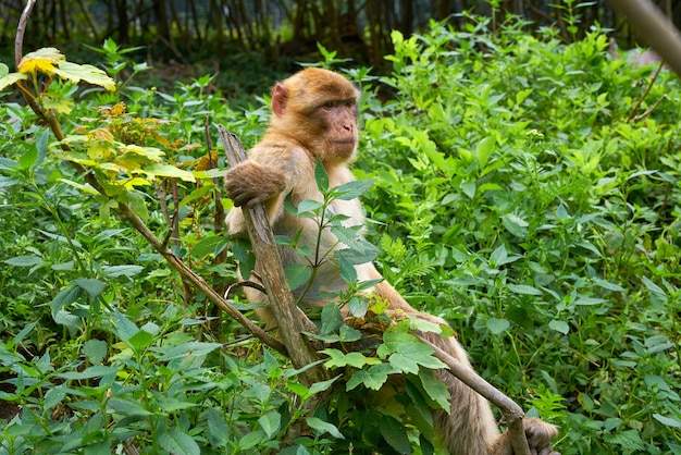 Singes de barbarie macaca sylvanus macaque