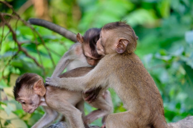 Photo les singes contre les plantes