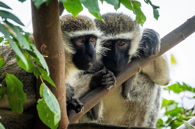 Singes dans un arbre en ouganda