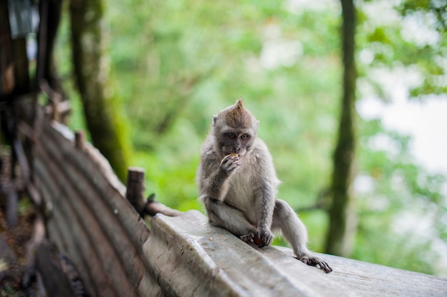 Singes dans la forêt des singes, Bali