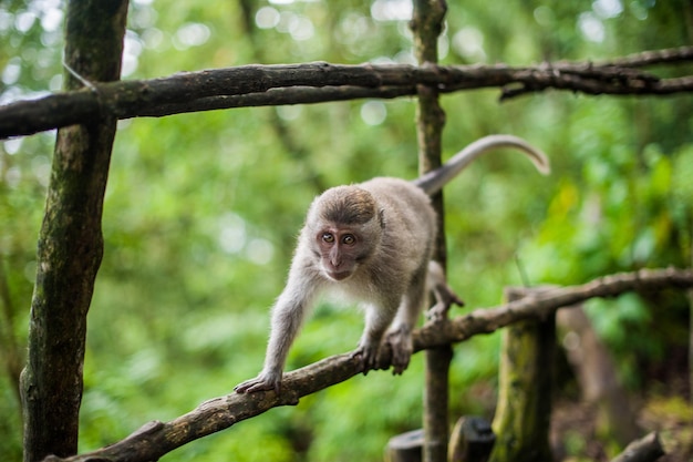 Singes dans la forêt des singes à Bali