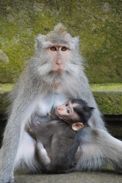 Singes dans la forêt des singes d'Ubud, Bali, Indonésie.