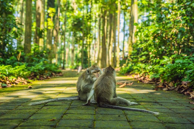 Singes dans la forêt des singes d'Ubud, île de Bali, Indonésie