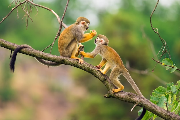 Singes-écureuils communs jouant sur une branche d'arbre