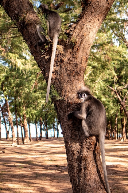 Les Singes Feuilles Sombres Sont Une Vue Commune Sur La Plage De Laem Sala.