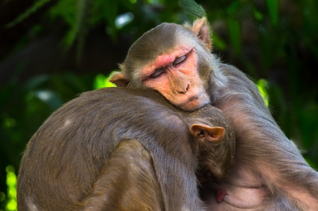 Les singes macaques rhésus sont des primates ou des singes bruns familiers ou des macacas ou des mullatas dormant avec des frères et sœurs