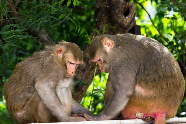 Les singes macaques rhésus sont des primates ou des singes bruns familiers avec des visages et des arrières rouges