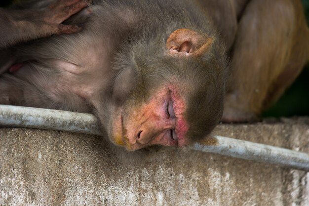 Les singes macaques rhésus sont des primates ou des singes bruns familiers avec des visages et des arrières rouges