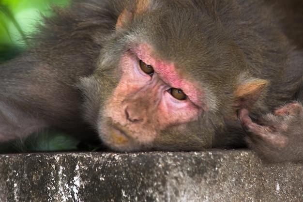 Les singes macaques rhésus sont des primates ou des singes bruns et sont également connus sous le nom de Macaca ou Mullata au repos