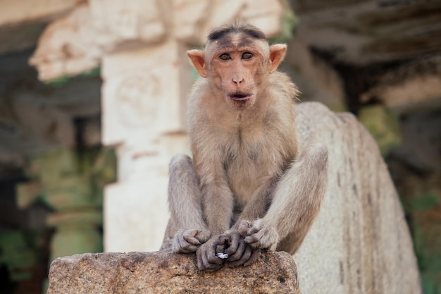 Singes près du coucher du soleil Hanuman Temple Hampi