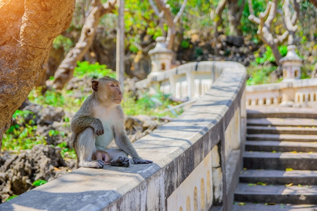 Les singes regardent la nourriture.