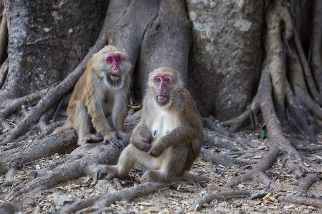 Singes sauvages, babouins en Thaïlande