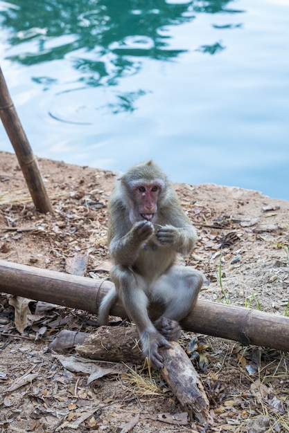 Singes sauvages, babouins en Thaïlande