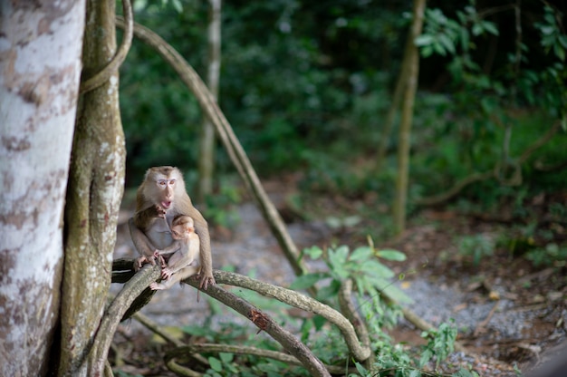 Singes et singes dans la forêt fertile