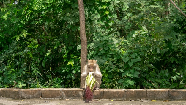 Les singes sont enveloppés dans du maïs pour manger et s&#39;asseoir à côté du chemin.