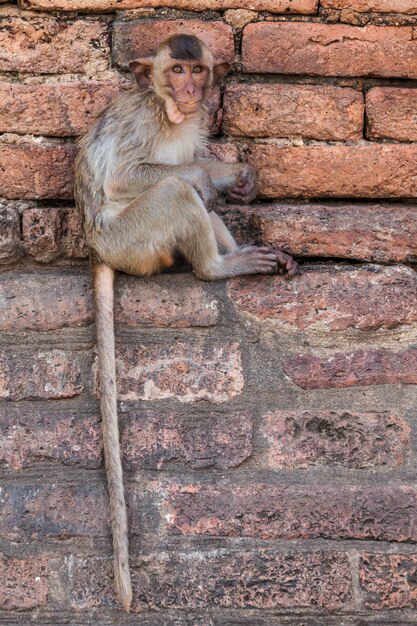 Singes de Thaïlande