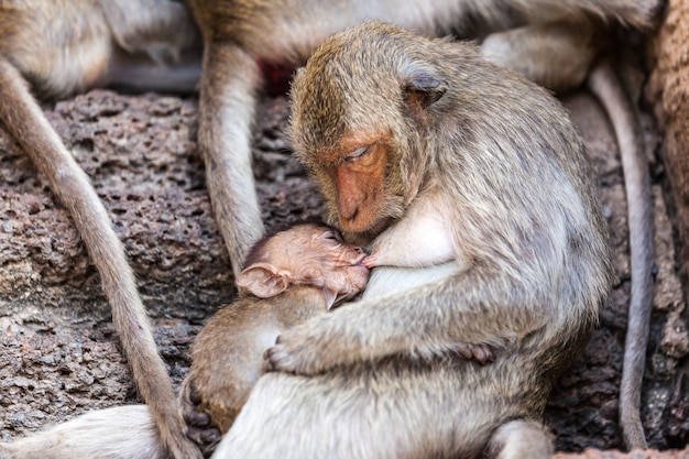 Singes de Thaïlande