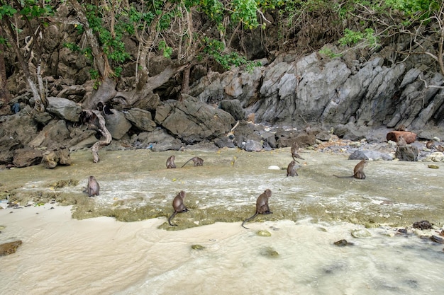 Les singes vivent sur le rivage de l'île