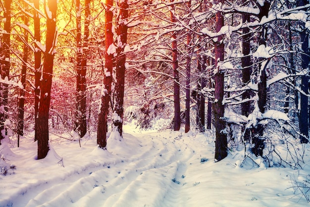 Sinrise dans la forêt d'hiver de pin