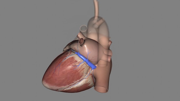 Le sinus coronaire décrit une veine coronaire majeure située à l'arrière du cœur.