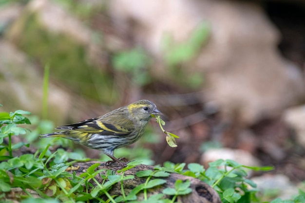 Siskin eurasien Carduelis spinus Cordoba Espagne