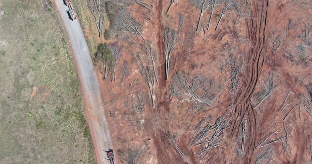 Site de coupe en forêt avec des arbres tombés avec a été abattu un pour l'arrangement du site de construction