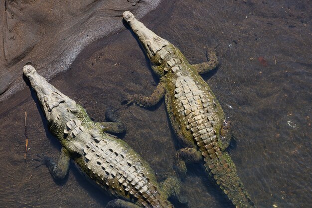 Site de crocodiles au Costa Rica, Amérique centrale