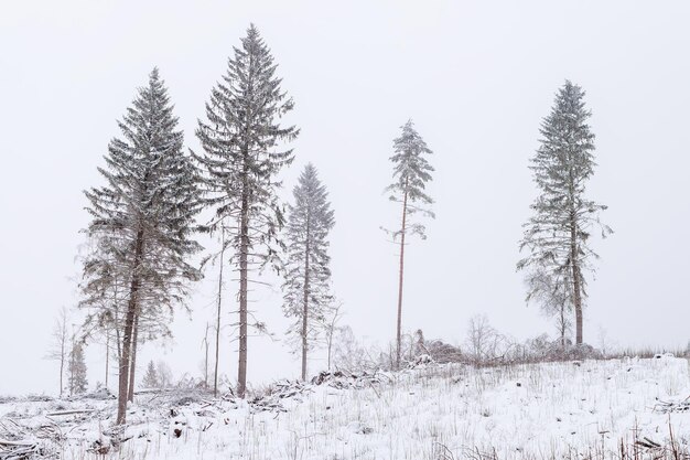 Site d'exploitation forestière un jour d'hiver nuageux avec des restes d'arbres dans la forêt