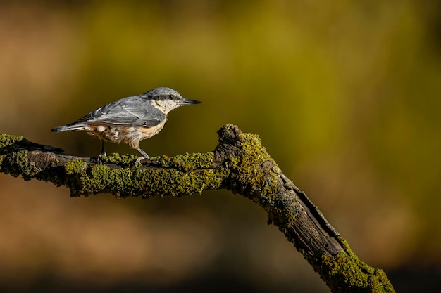 Sitta europaea la sittelle est une espèce de passereau de la famille des sittidae