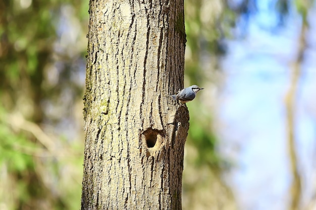 sittelle au creux, petit nid d'oiseau forestier, printemps dans la nature sauvage