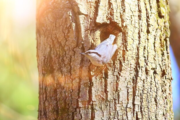 sittelle au creux, petit nid d'oiseau forestier, printemps dans la nature sauvage