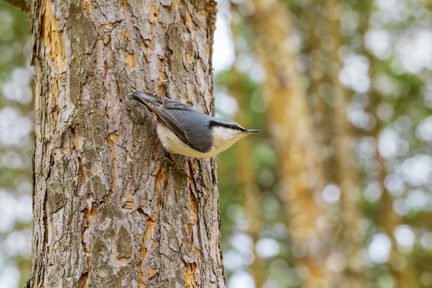 Sittelle dans un petit oiseau forestier dans son habitat préféré.