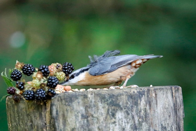 Sittelle eurasienne collectant de la nourriture sur un site d'alimentation