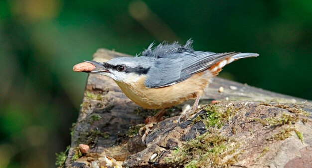 Sittelle eurasienne collectant de la nourriture sur un site d'alimentation