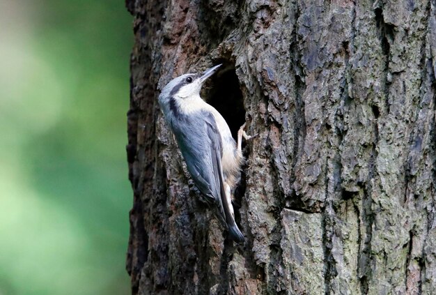 Sittelle eurasienne construisant son nid dans un tronc d'arbre