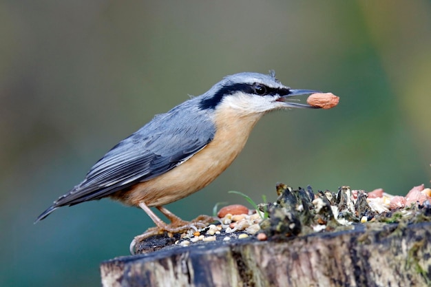 Sittelle eurasienne récoltant des graines et des noix dans une aire d'alimentation boisée.