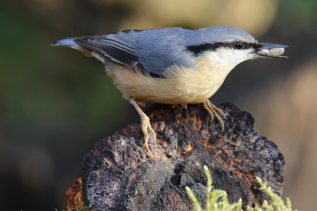 Sittelle eurasienne récoltant des graines et des noix dans une aire d'alimentation boisée.