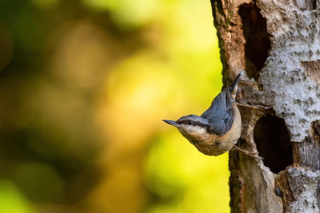 Sittelle eurasienne s'élevant sur l'arbre avec l'espace de copie