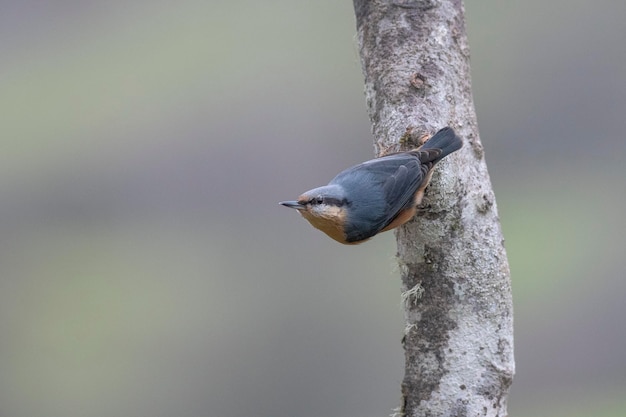 Sittelle eurasienne (Sitta europaea) Leon, Espagne