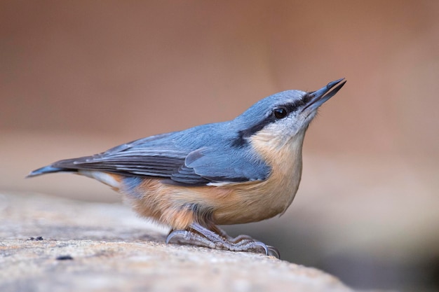 Sittelle eurasienne Sitta europaea Malaga Espagne