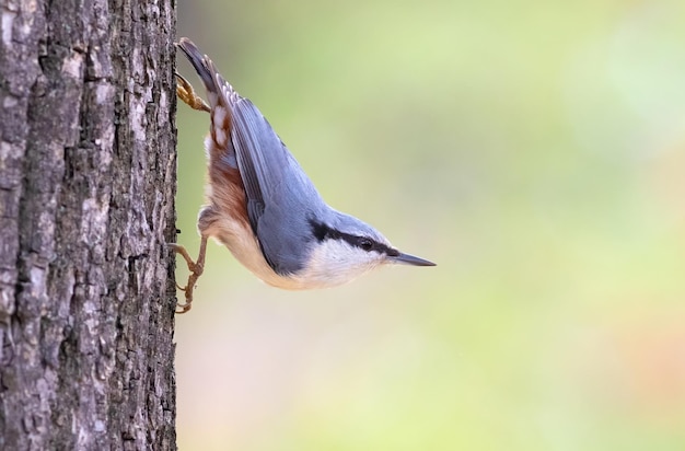 Sittelle eurasienne Sitta europaea Un oiseau est assis sur un tronc d'arbre dans une pose caractéristique