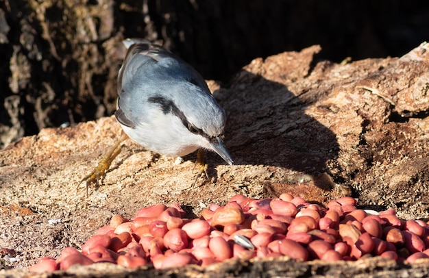 Sittelle eurasienne Sitta europaea Un oiseau regarde les pistaches