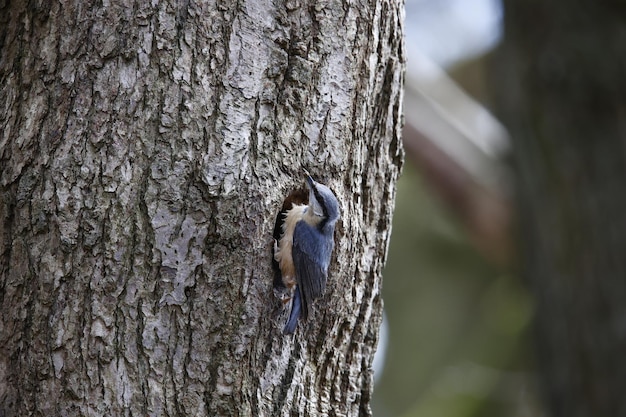 Sittelle préparant son nid dans un trou d'arbre.