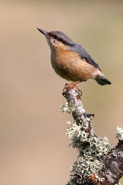 Sittelle torchepot, oiseaux, sittelle, oiseaux chanteurs, animaux, Sitta europaea