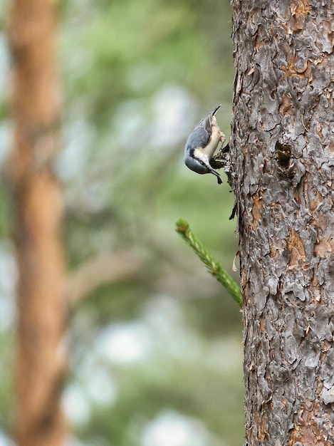 Sittelle sur un tronc d'arbre à la recherche de nourriture Petit oiseau gris et blanc Photo d'animal