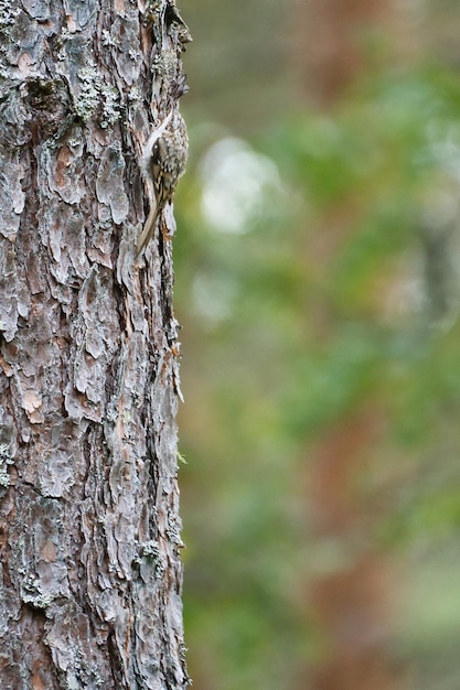 Sittelle sur un tronc d'arbre à la recherche de nourriture Petit oiseau gris et blanc Photo d'animal