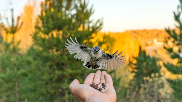 Sittelle volante (Sitta europea) aux ailes ouvertes. Tomsk, Sibérie