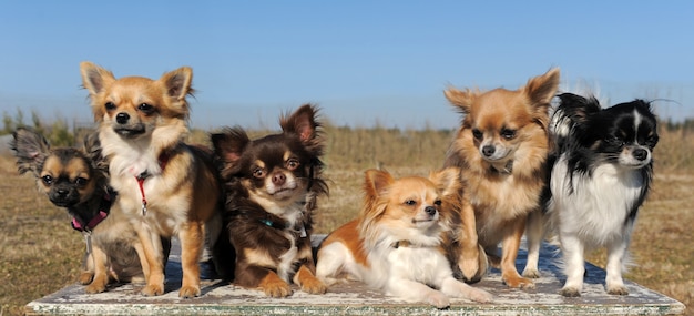 Six chihuahuas