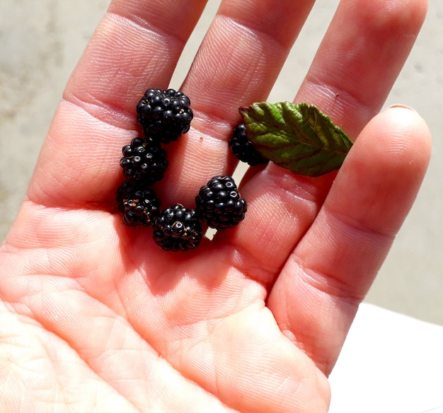 six mûres avec une feuille verte dans la paume de la main